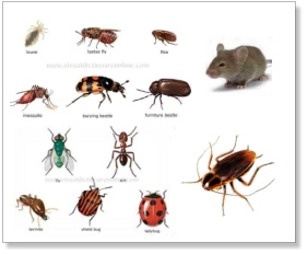 photo of pests